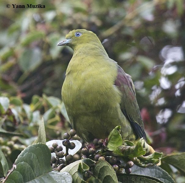 Wedge-tailed Green-Pigeon - ML379090241
