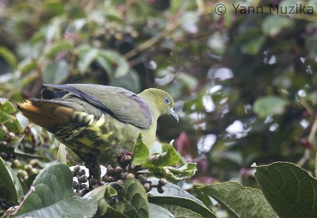 Wedge-tailed Green-Pigeon - ML379090251