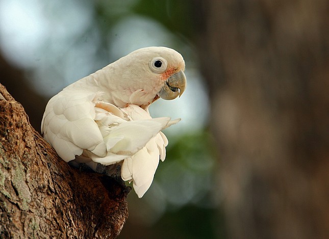 Tanimbar Corella - ML379090761