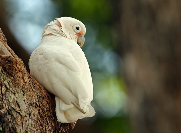 Tanimbar Corella - ML379090771