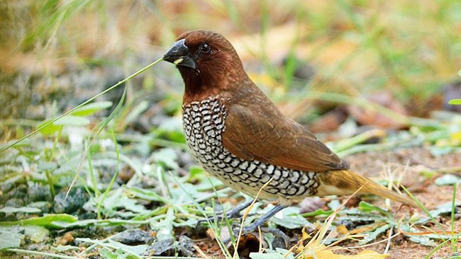 muskatnonne (punctulata) - ML379091091