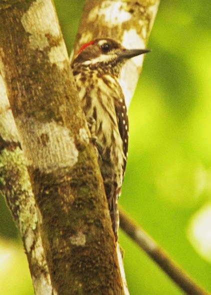 Philippine Pygmy Woodpecker - ML379091111