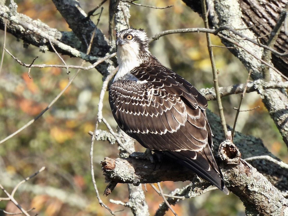 Osprey - Candice Burke