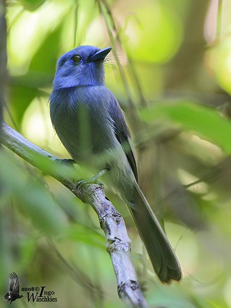 Pale-blue Monarch - Ingo Waschkies