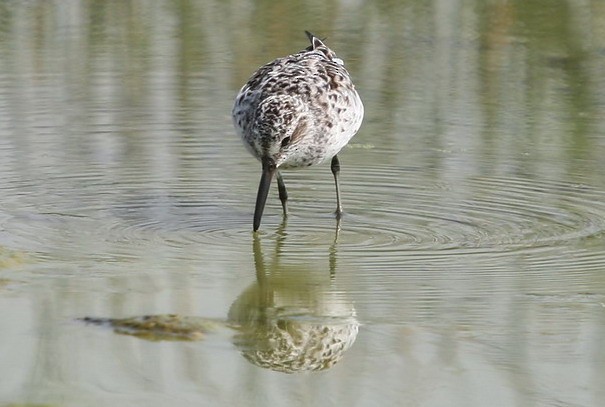 Broad-billed Sandpiper - Arpit Deomurari