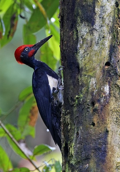 White-bellied Woodpecker - ML379093371
