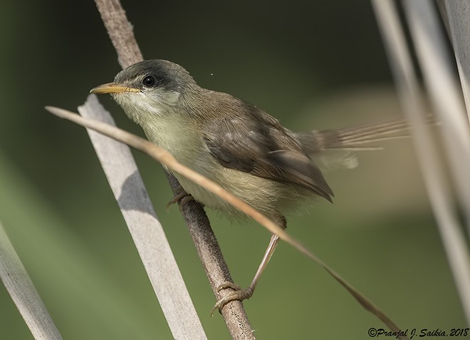 Prinia Cenicienta - ML379093631