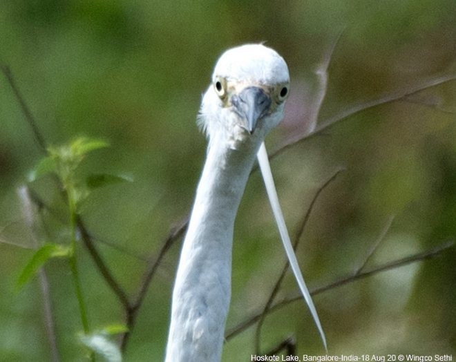 Little Egret (Western) - ML379094121