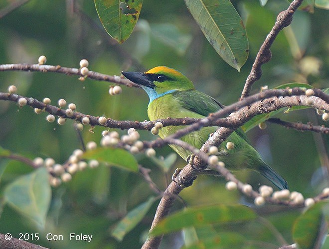 キンカブリゴシキドリ - ML379094301