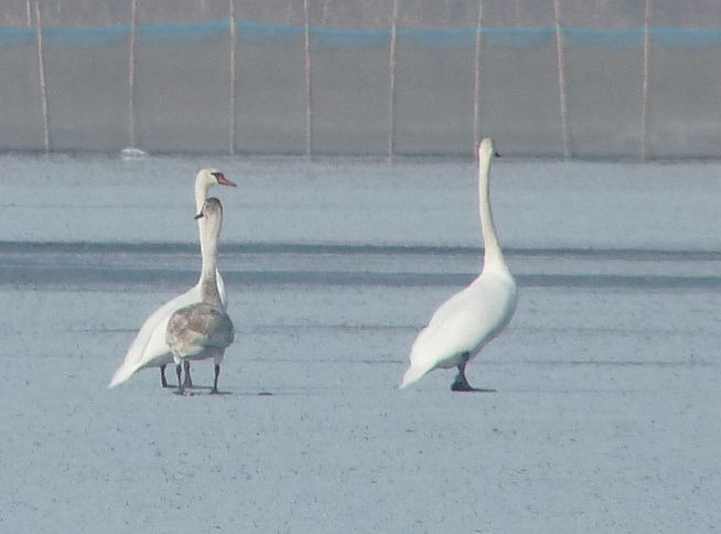 Cygne tuberculé - ML379095031