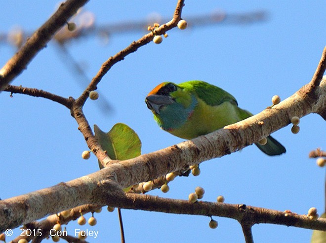 キンカブリゴシキドリ - ML379096031