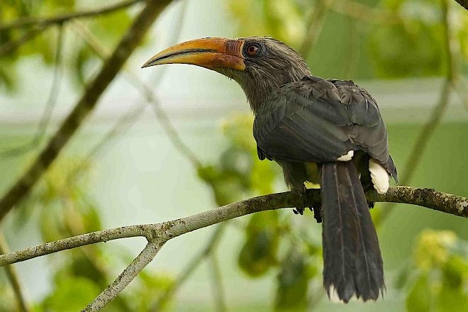 Malabar Gray Hornbill - Arpit Bansal