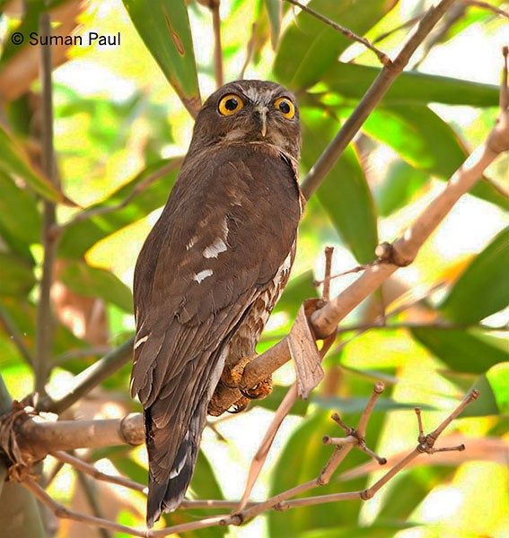 Brown Boobook - ML379096511