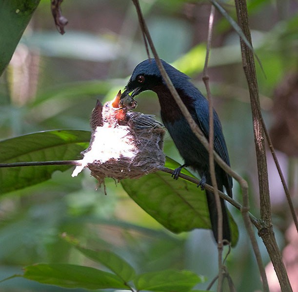 Maroon-breasted Philentoma - Simon van der Meulen