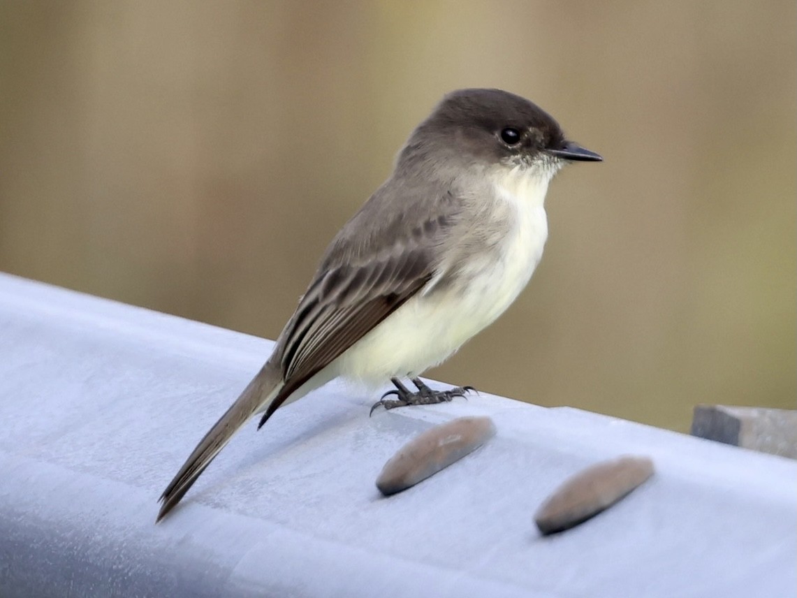 Eastern Phoebe - ML379096841