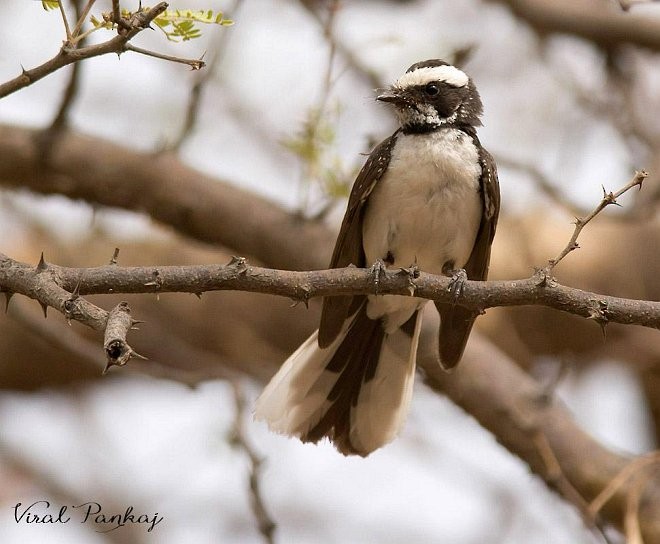 White-browed Fantail - ML379096931