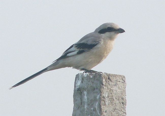 Chinese Gray Shrike - Brian M Ivon Jones