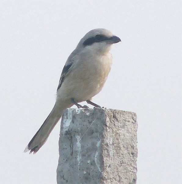 Chinese Gray Shrike - Brian M Ivon Jones