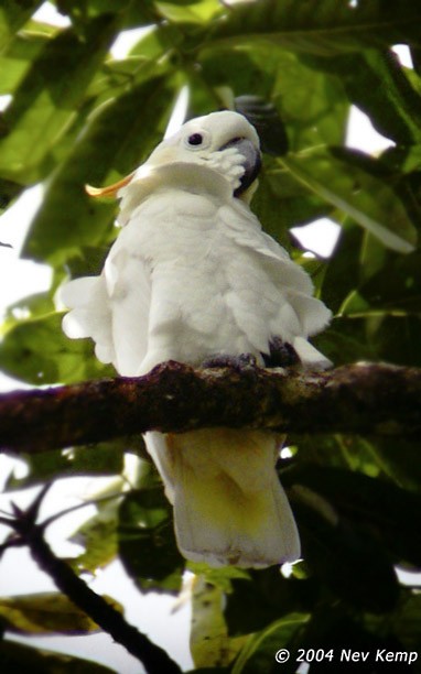 Citron-crested Cockatoo - ML379097121