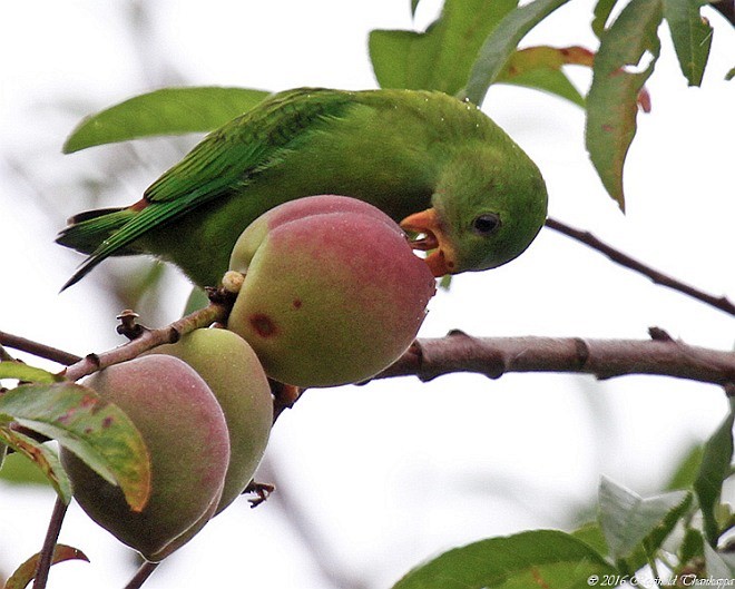 Vernal Hanging-Parrot - Reginold Thankappa