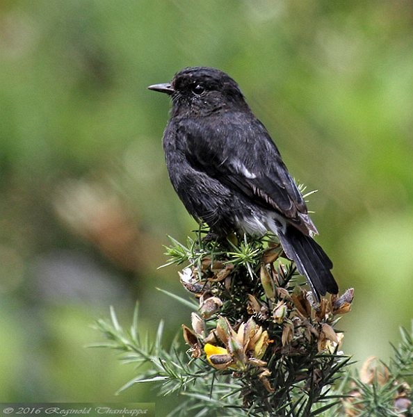 Pied Bushchat - Reginold Thankappa