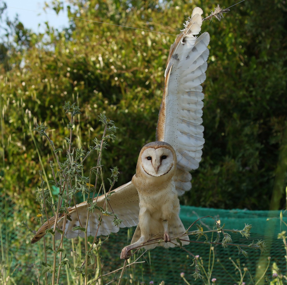 Barn Owl (Eurasian) - ML379097961