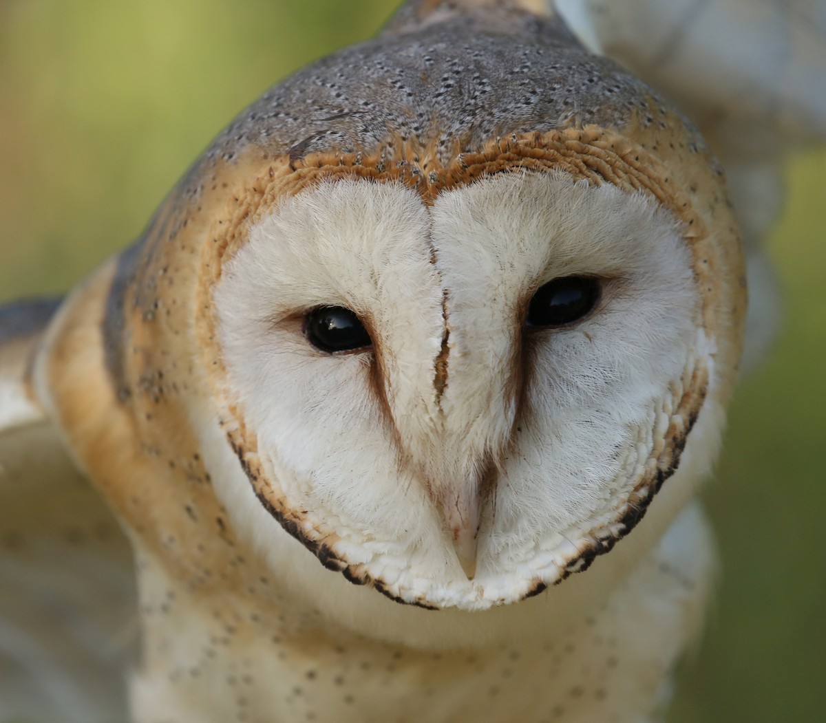 Barn Owl (Eurasian) - ML379097981