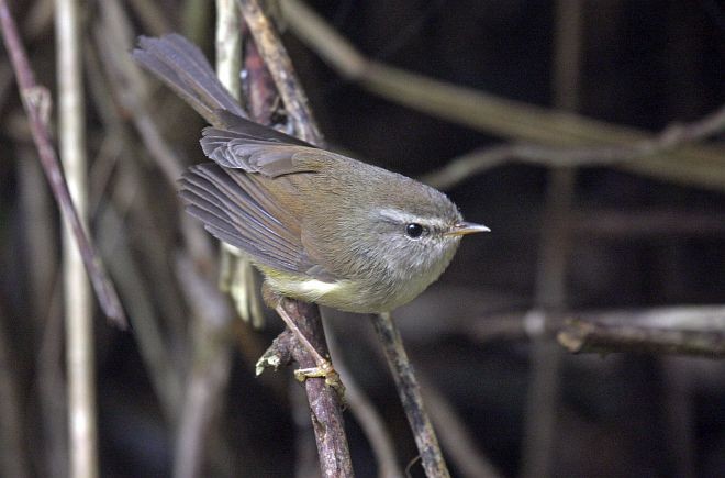 Yellowish-bellied Bush Warbler - Pete Morris