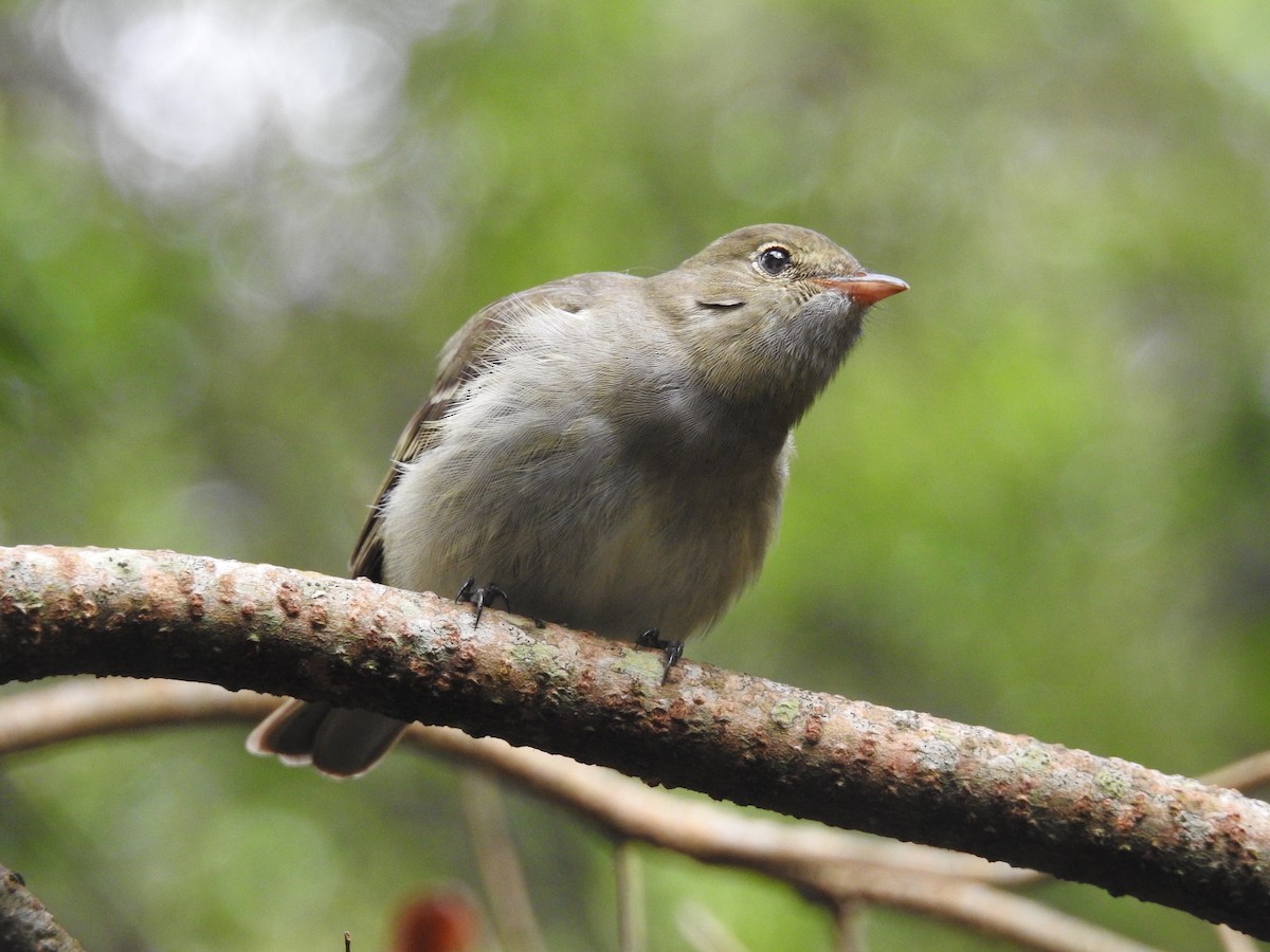 Olivaceous Elaenia - ML379098161