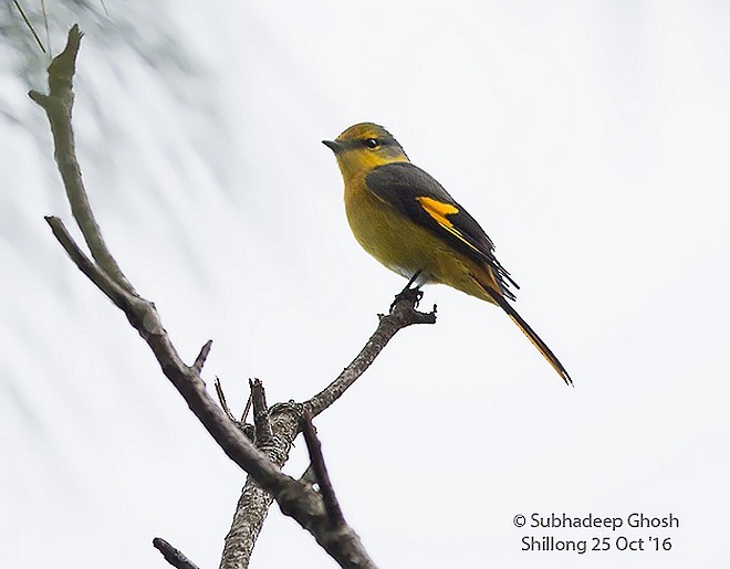 Short-billed Minivet - ML379098511