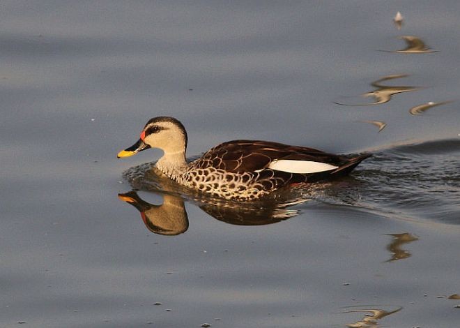 Canard à bec tacheté - ML379099341