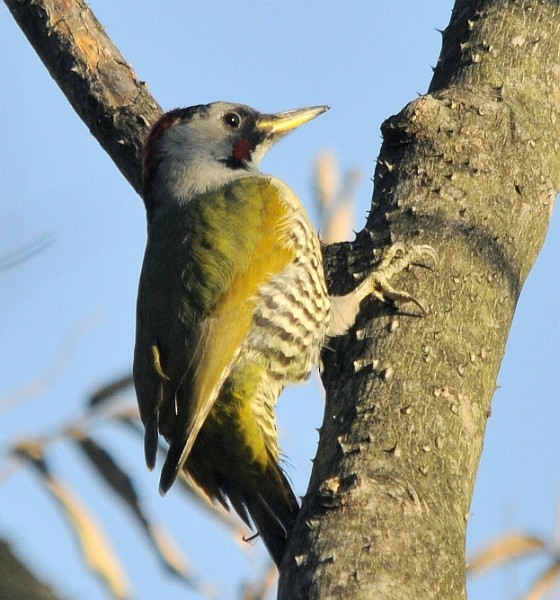 Japanese Woodpecker - ML379100351