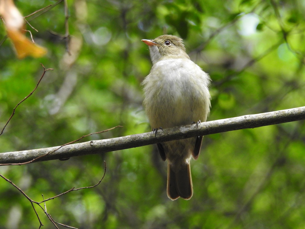 Olivaceous Elaenia - ML379100531