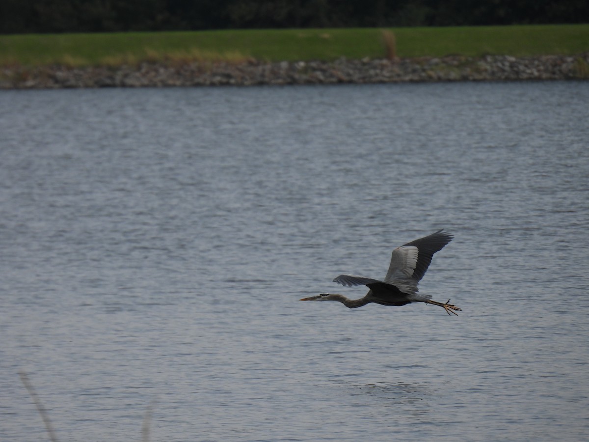 Great Blue Heron - ML379100571