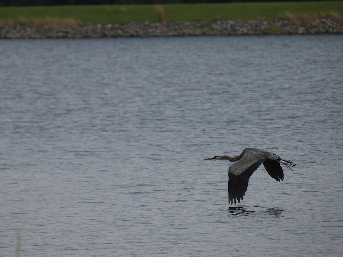 Great Blue Heron - ML379100671