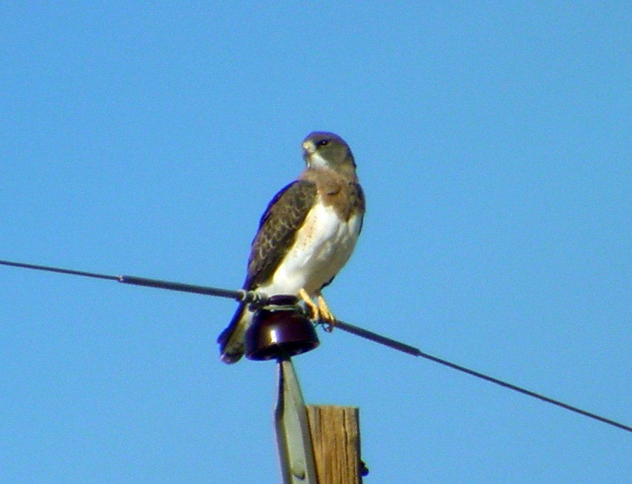 Swainson's Hawk - ML37910101