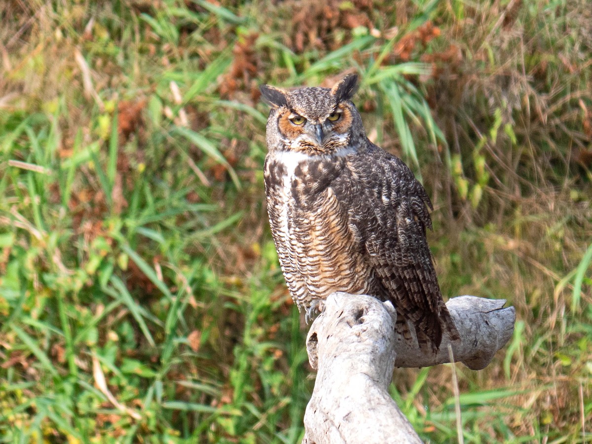 Great Horned Owl - ML379101131