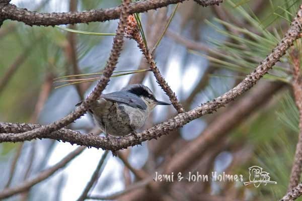 Yunnan Nuthatch - John and Jemi Holmes