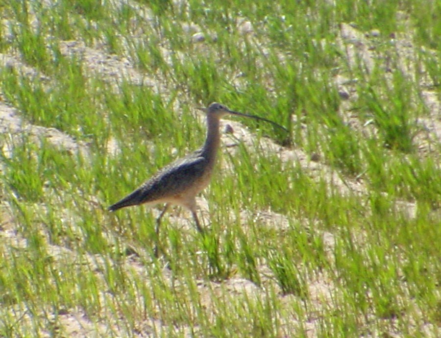 Long-billed Curlew - ML37910131