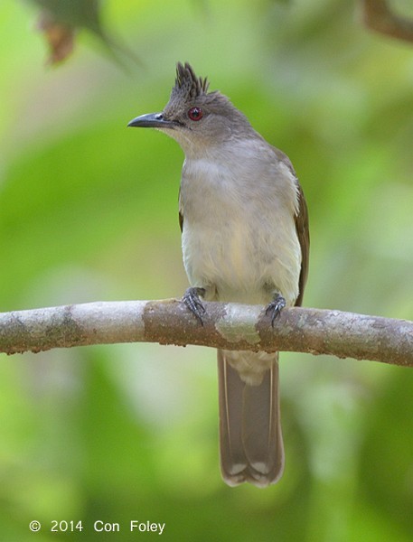 チャイロヒヨドリ - ML379101331