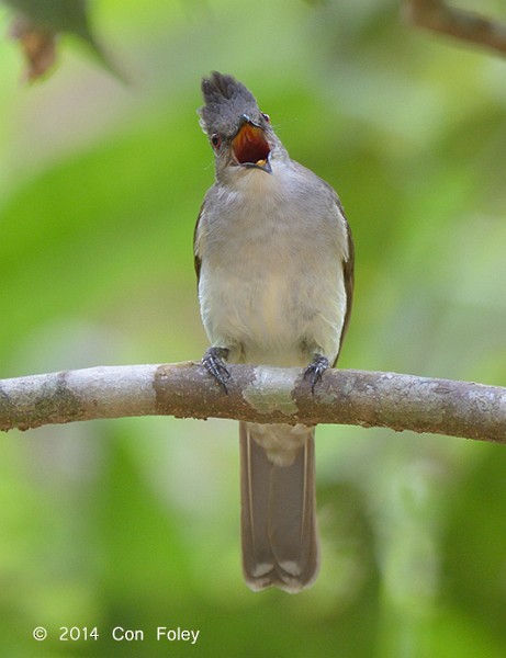 チャイロヒヨドリ - ML379101351