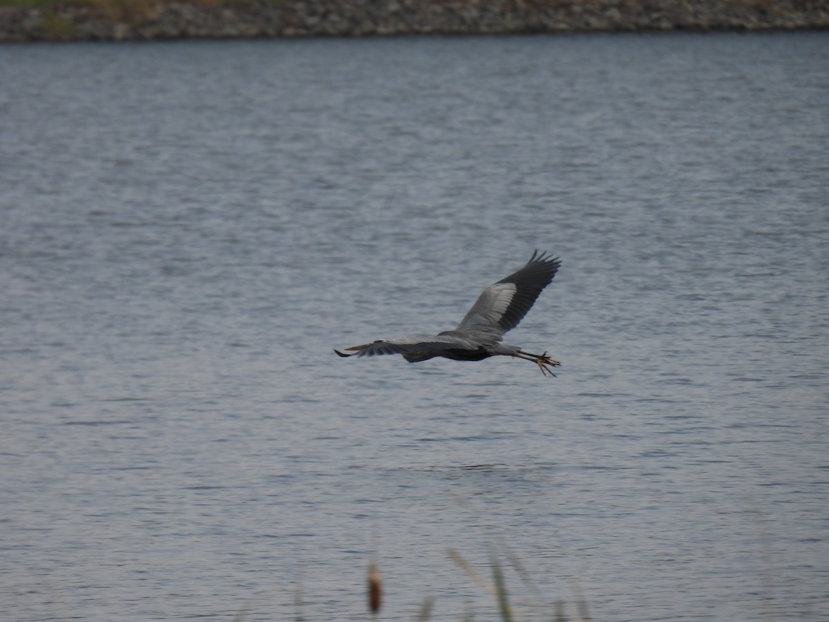 Great Blue Heron - ML379101361