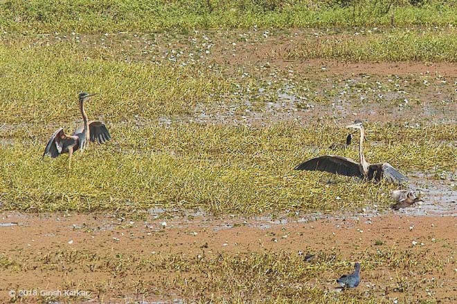 Purple Heron (Purple) - GIRISH KETKAR