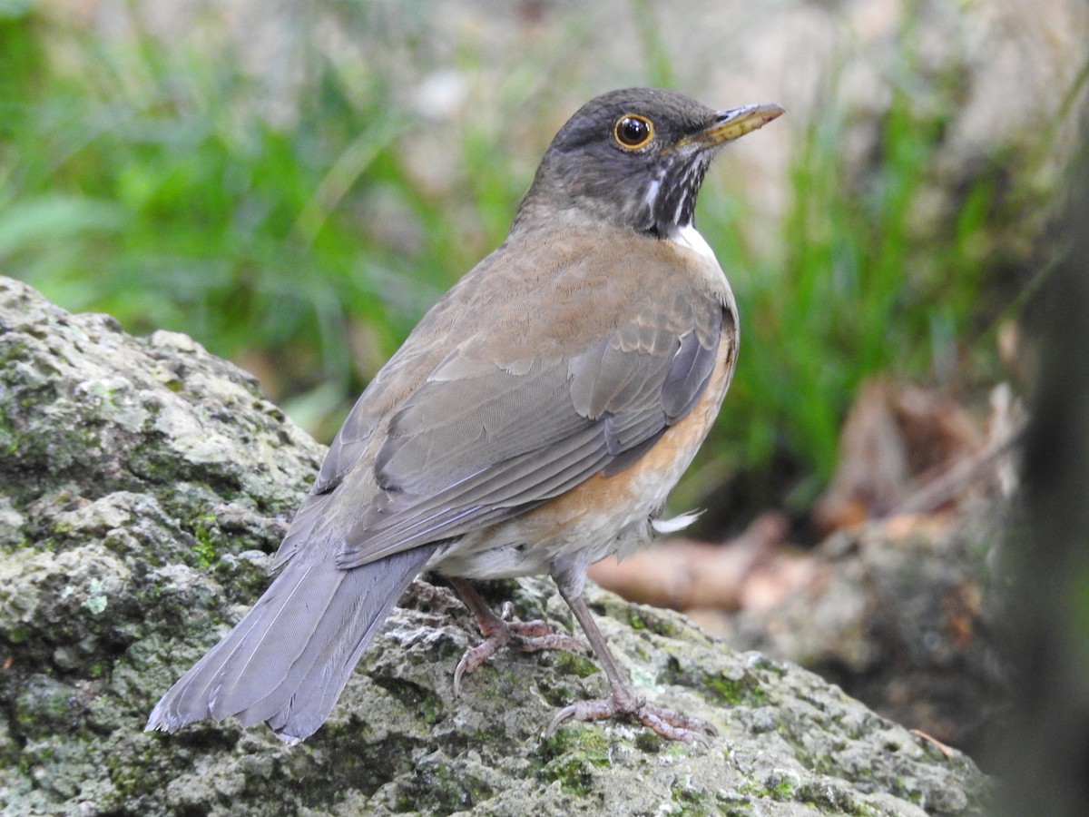 White-necked Thrush - ML379101971