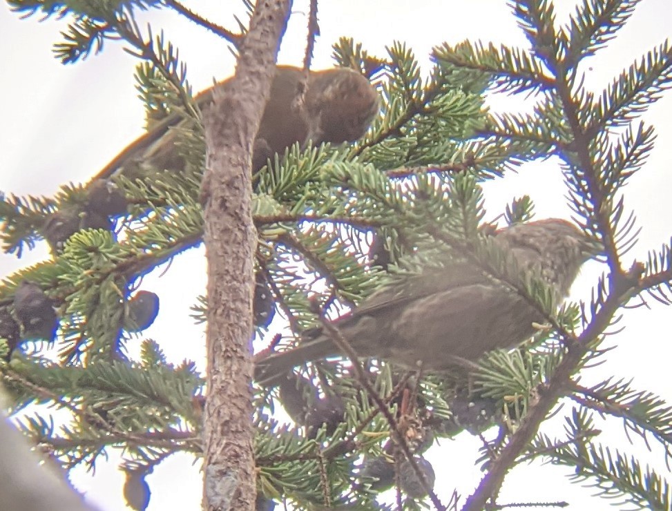 Red Crossbill - Brian Rolek