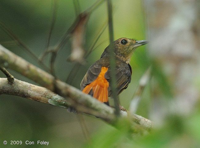 コシアカシキチョウ - ML379105001