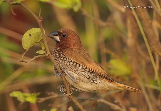 Scaly-breasted Munia (Checkered) - ML379105341