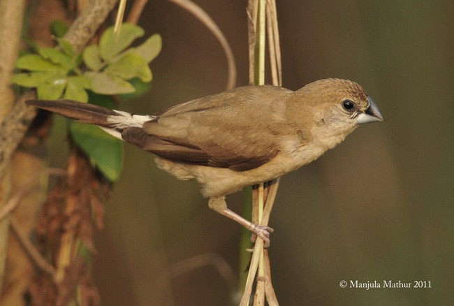 Indian Silverbill - ML379105351