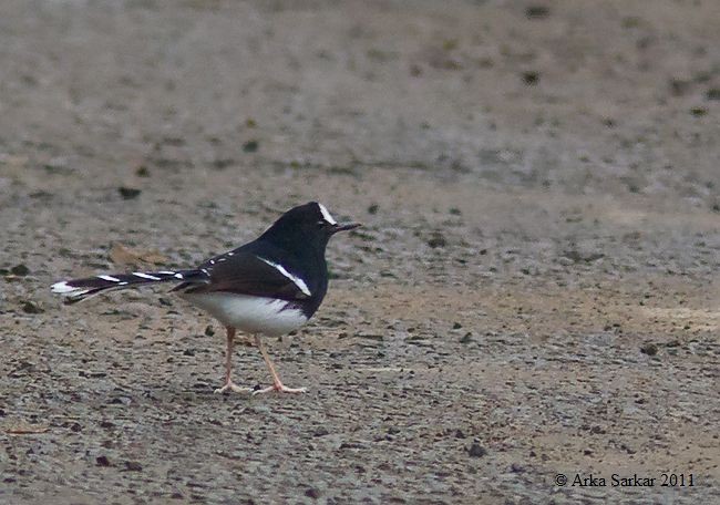 White-crowned Forktail (Northern) - ML379105371