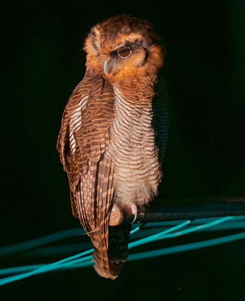 Brown Wood-Owl (Bornean) - ML379105951